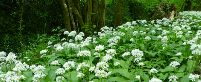 Balade et cueillette de l’ail des ours