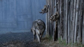 Vivre avec les loups – Festival du Film Vert