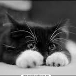 Nuits Boréales « Les 60 ans del Gaton »