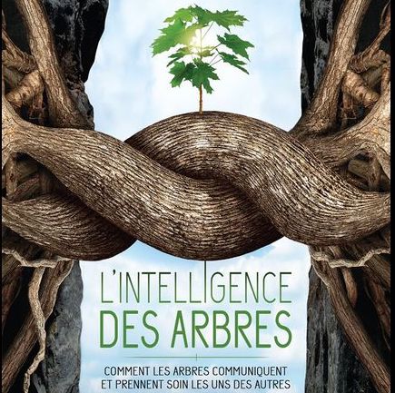 Festival du Film Vert – L’intelligence des arbres